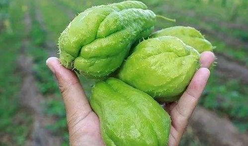 吃瓜会黑便吗,揭秘瓜果摄入与消化健康之谜