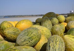黑密瓜怎么样吃,解锁夏日清新美味
