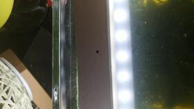 黑壳虾会吃瓜吗,探究它们是否食用瓜类