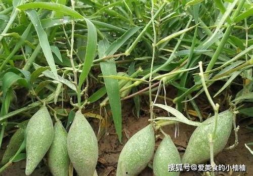 吃羊角瓜拉黑便,揭秘健康隐患与应对策略