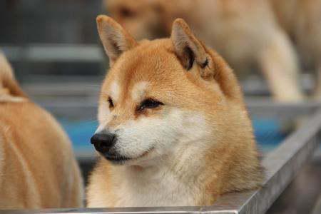 黑柴犬吃瓜被卡住,紧急救援引关注