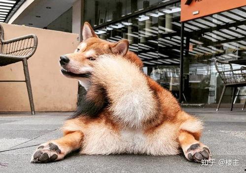 黑柴犬吃瓜被卡住,紧急救援引关注