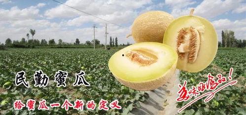 黑蜜瓜种多久可以吃,从播种到品尝的甜蜜旅程